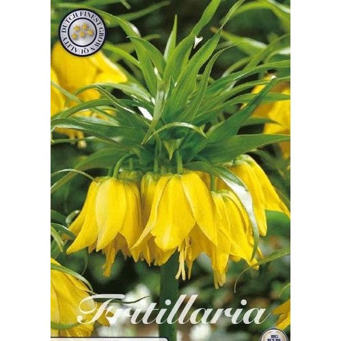 Kejsarkrona-Fritillaria imperialis 'Lutea' 1-pack